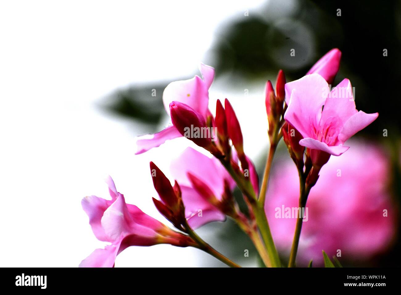 Beautiful Pink Flowers and its Plant Stock Photo