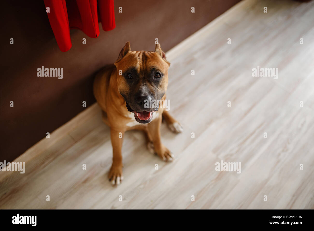 Photo of young pretty home dog. American Staffordshire Terrier, pit bull terrier Stock Photo