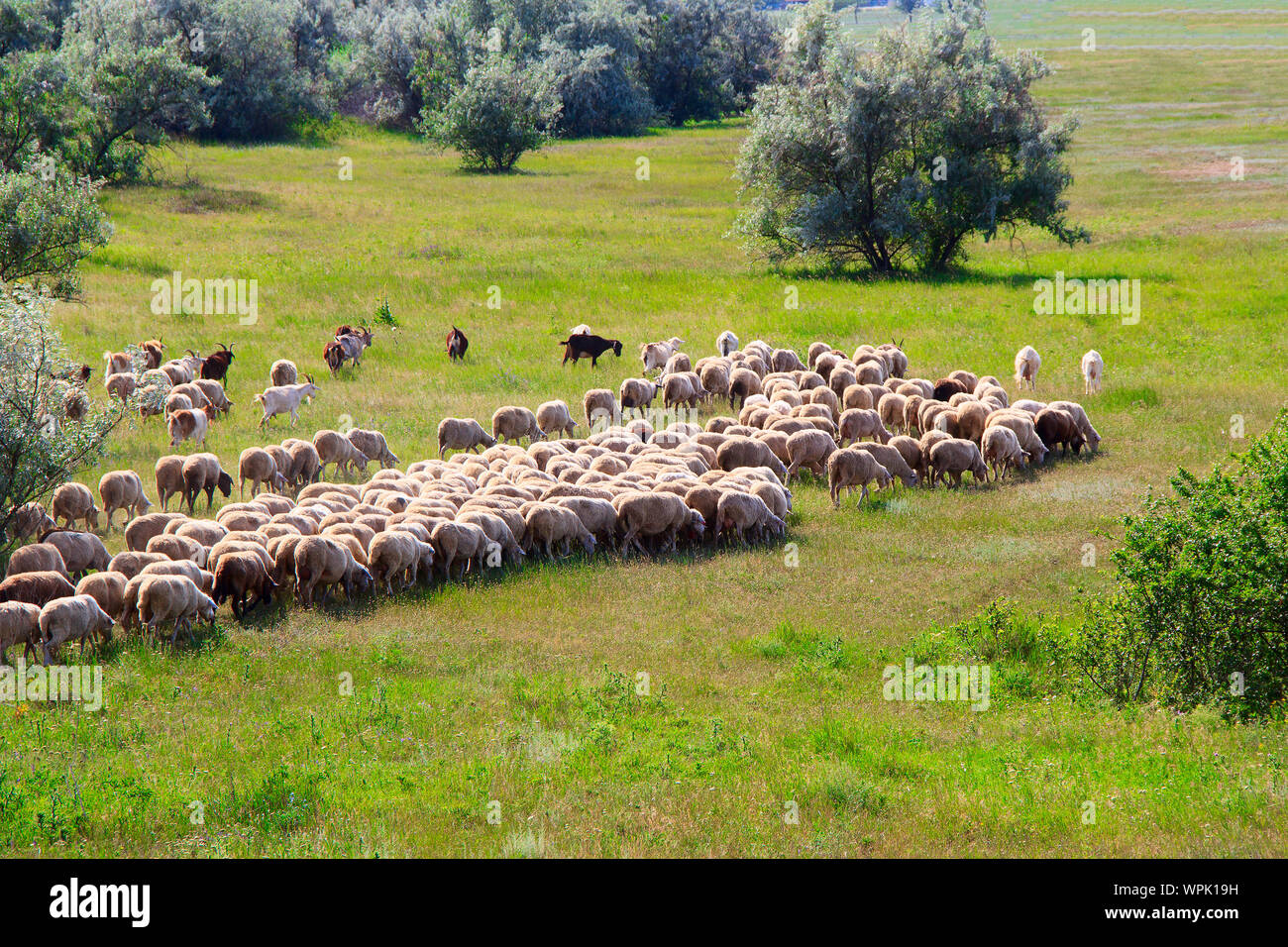flock of sheep in the meadow. a photo Stock Photo - Alamy