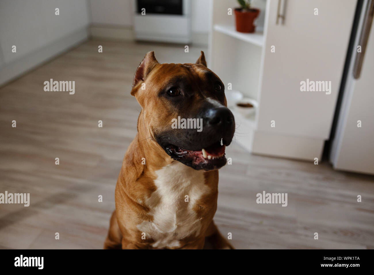 Photo of young pretty home dog. American Staffordshire Terrier, pit bull terrier Stock Photo