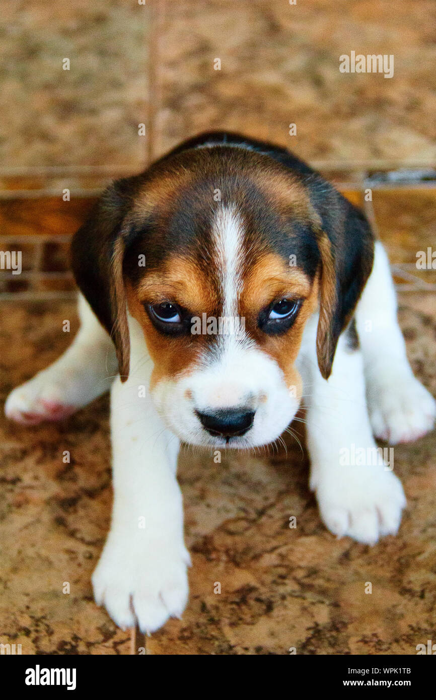 angry beagle puppy. one month old. a photo. Stock Photo