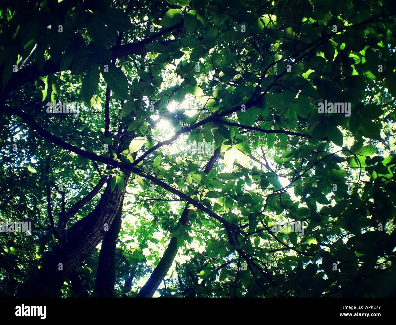 Sunlight through leaves of tree hi-res stock photography and images - Alamy
