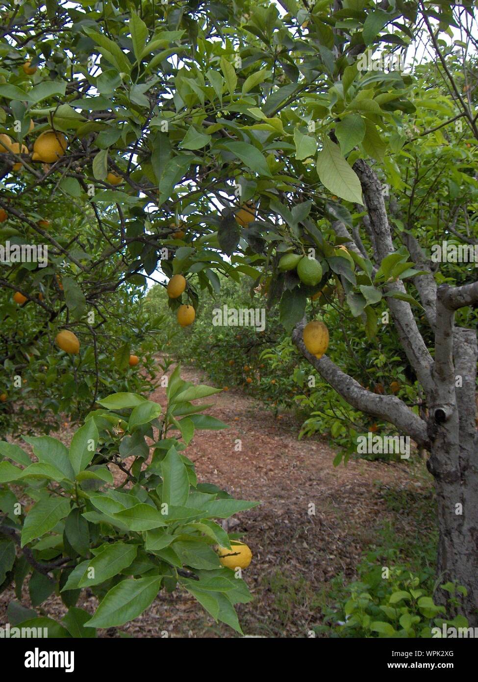 Lemon trees hires stock photography and images Alamy