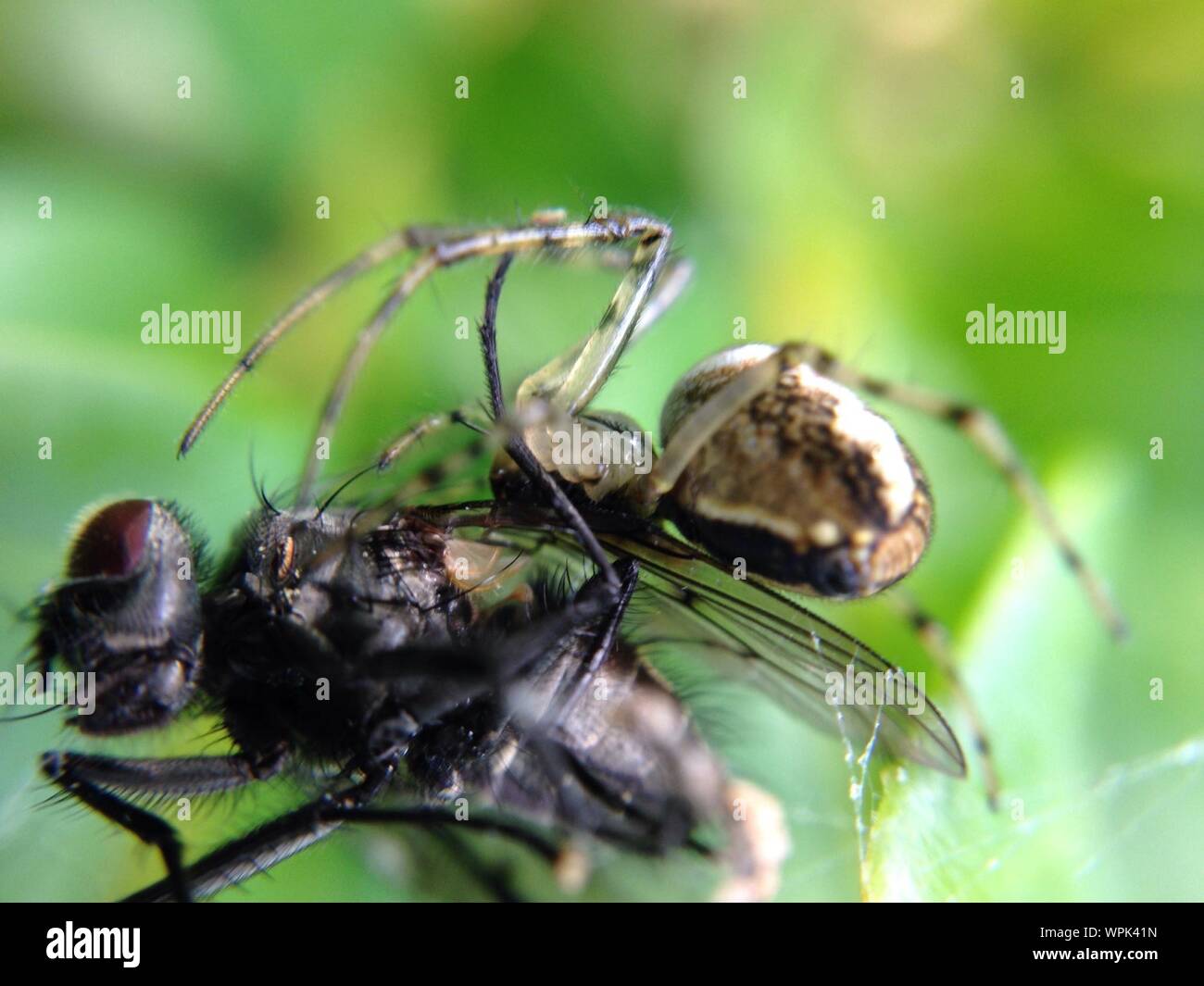 Attacking Spider High Resolution Stock Photography and Images - Alamy