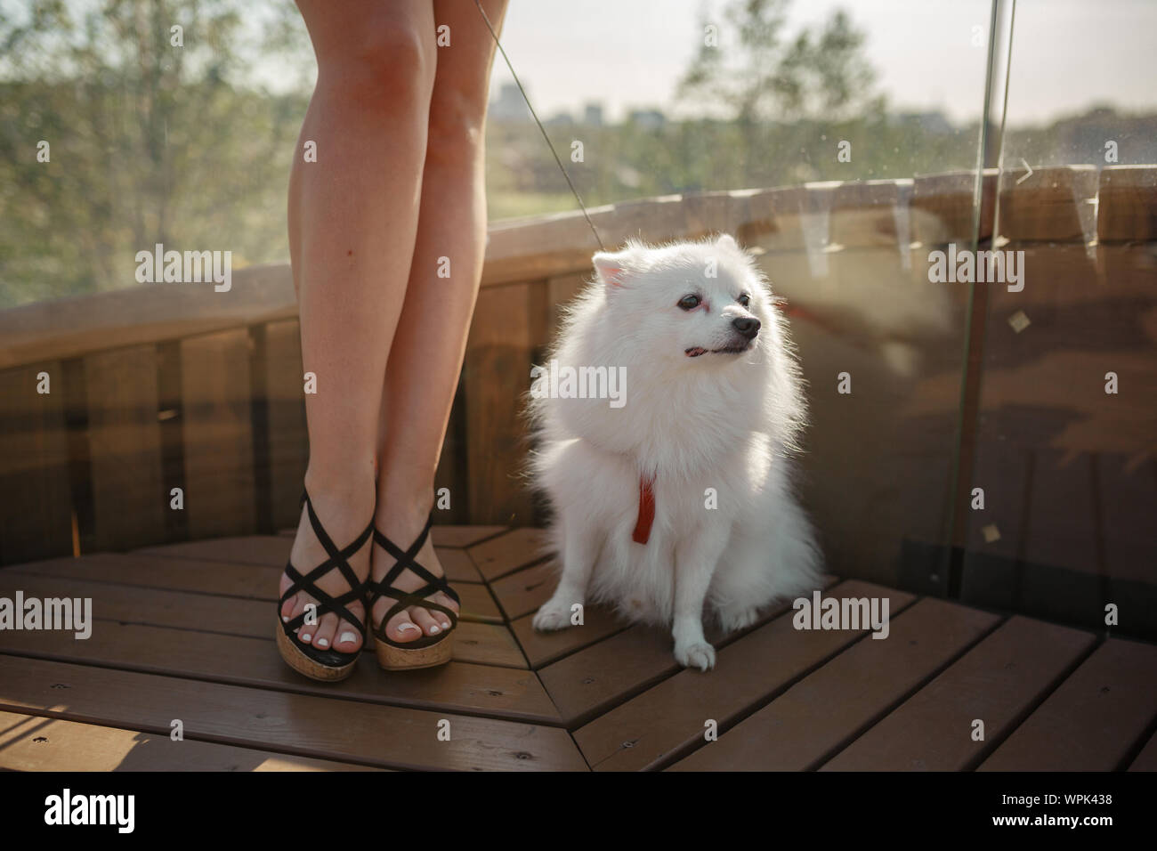White Spitz For A Walk Cute Fluffy Puppy Of The German Spitz Pomeranian Plays For A Walk In Nature Stock Photo Alamy White Spitz For A Walk Cute Fluffy Puppy Of The German Spitz Pomeranian Plays For A Walk In Nature Stock Photo Alamy