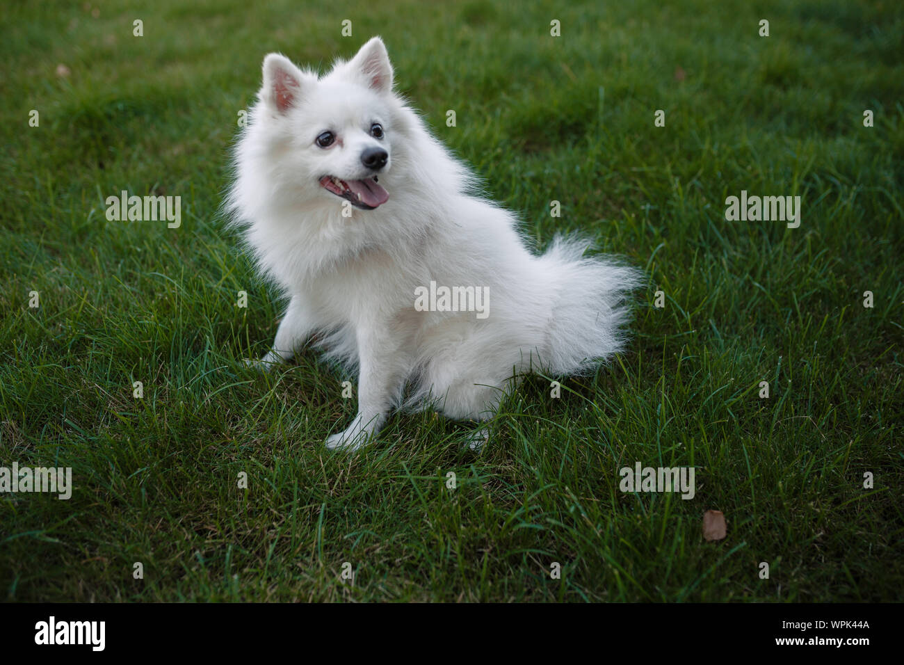 White Spitz For A Walk Cute Fluffy Puppy Of The German Spitz Pomeranian Plays For A Walk In Nature Stock Photo Alamy