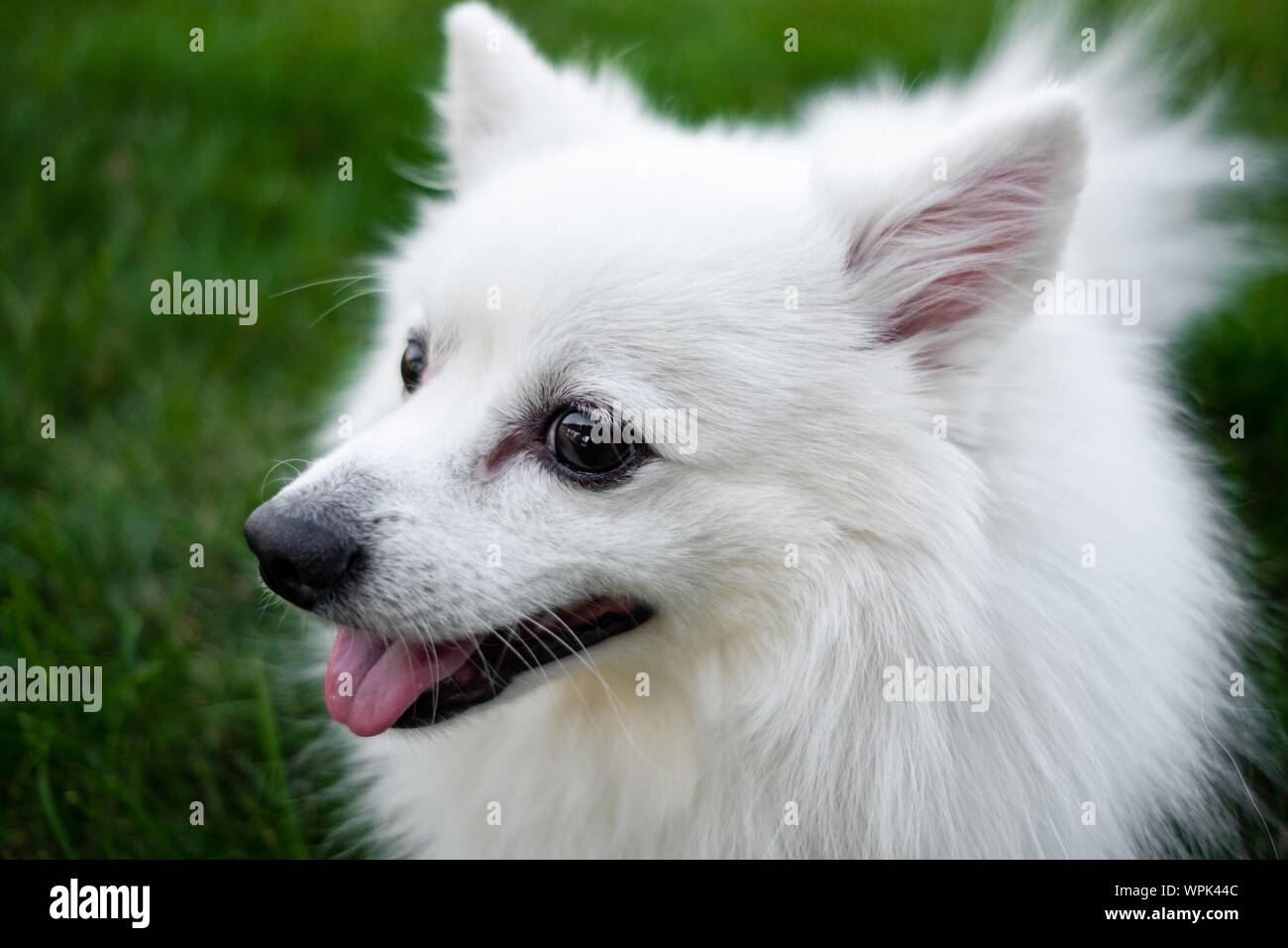 White Spitz For A Walk Cute Fluffy Puppy Of The German Spitz Pomeranian Plays For A Walk In Nature Stock Photo Alamy White Spitz For A Walk Cute Fluffy Puppy Of The German Spitz Pomeranian Plays For A Walk In Nature Stock Photo Alamy