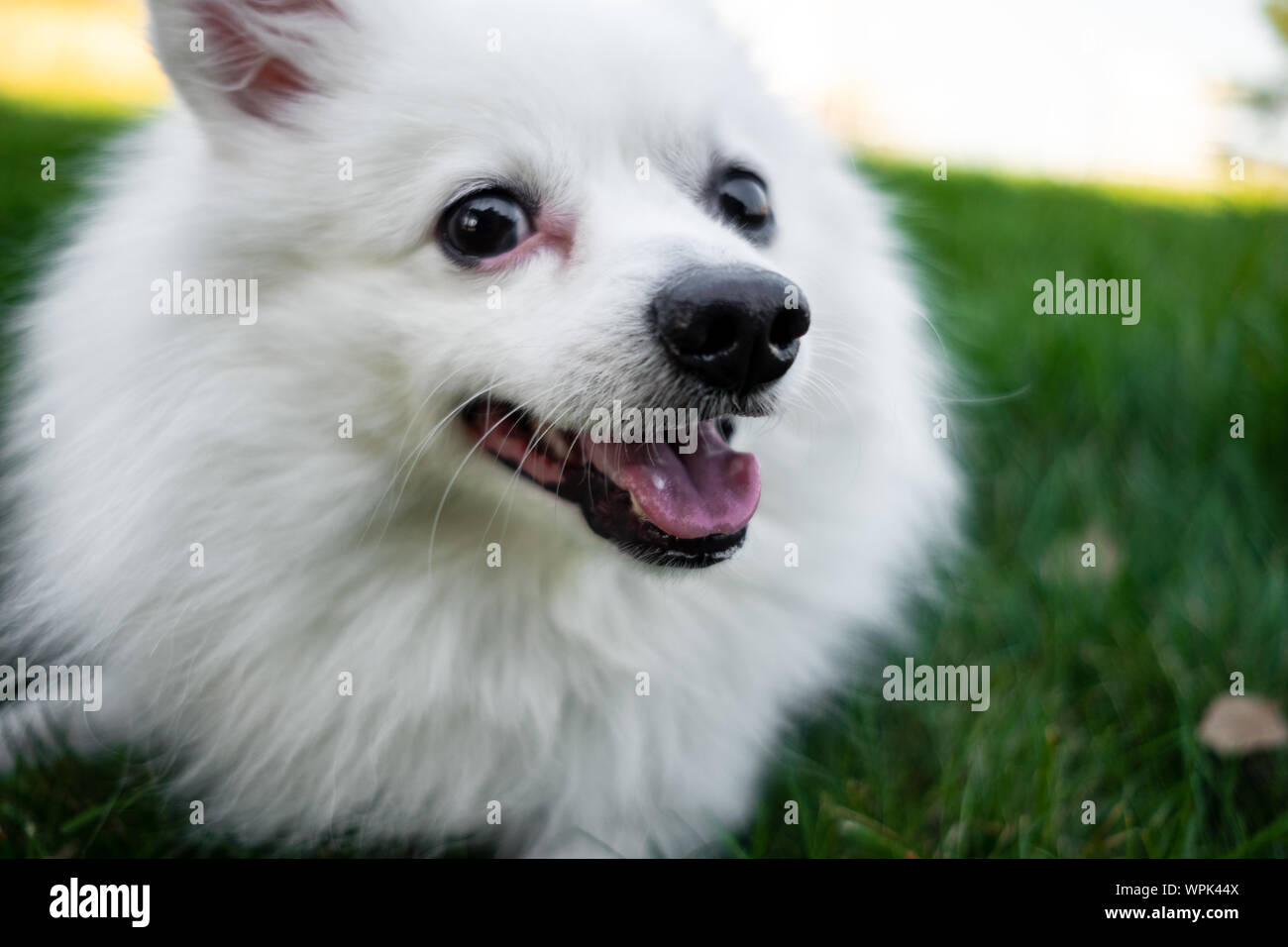 White Spitz For A Walk Cute Fluffy Puppy Of The German Spitz Pomeranian Plays For A Walk In Nature Stock Photo Alamy