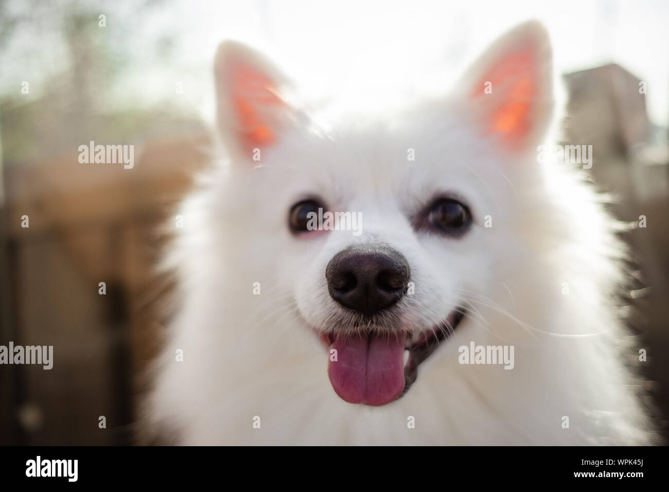 German Spitz Puppy Stock Photos German Spitz Puppy Stock Images