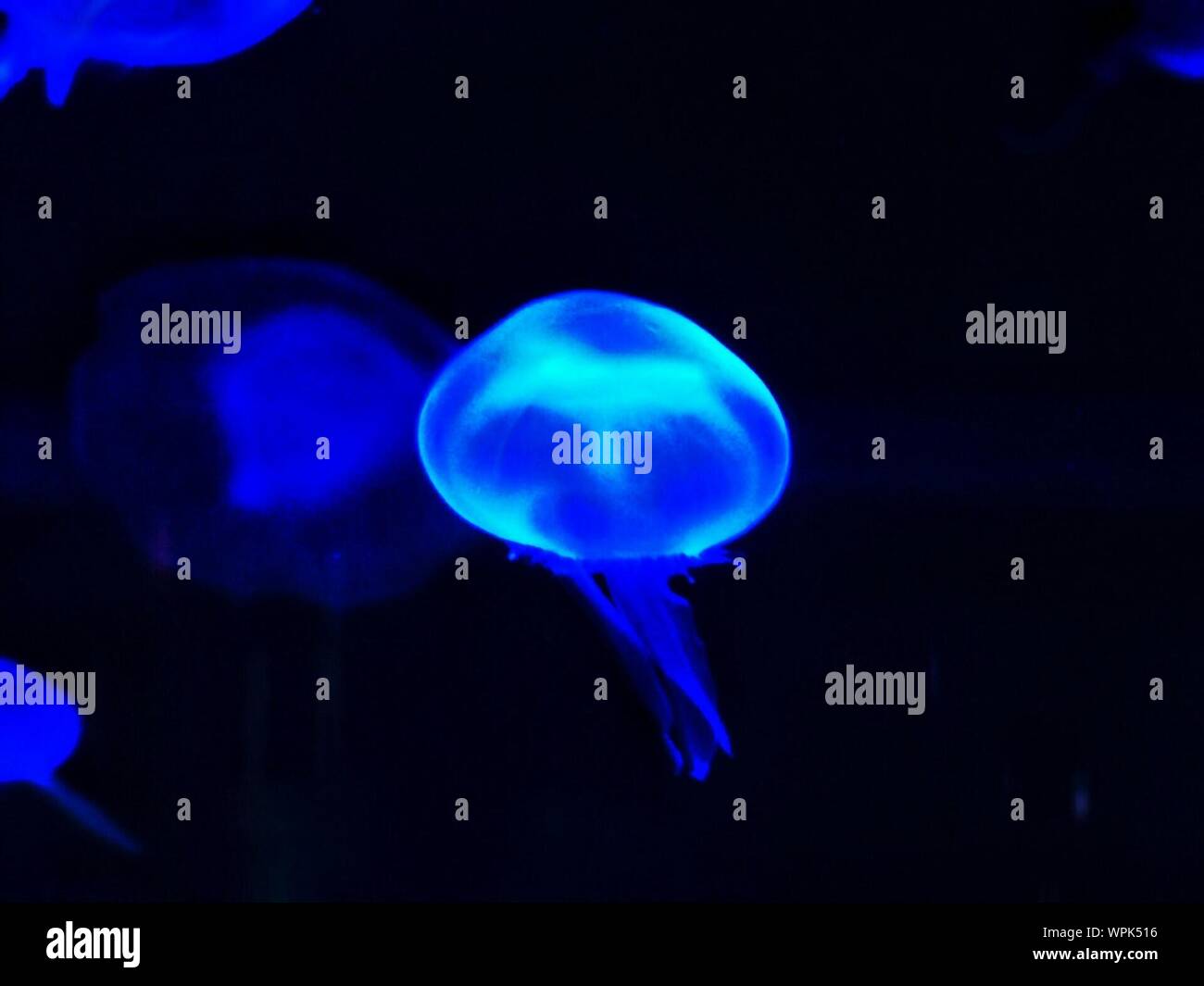 Blue Jellyfish Underwater Stock Photo