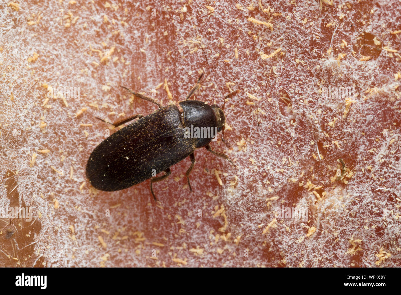 Zweifarbig Behaarter Speckkäfer, Dermestes haemorrhoidalis, Dermestes gulo, skin beetle, Black Larder Beetle, incinerator beetle, Speckkäfer, Dermesti Stock Photo