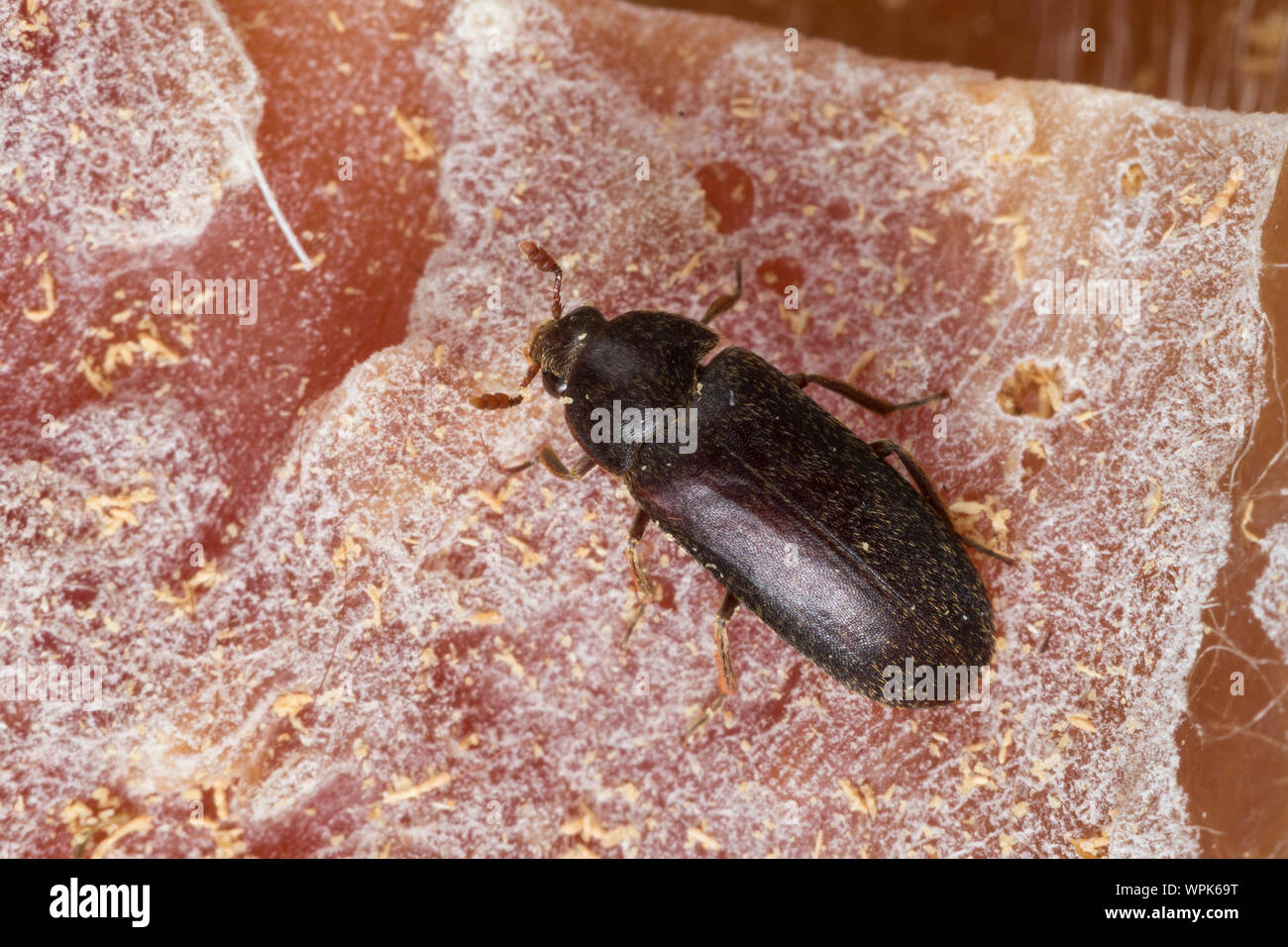 Zweifarbig Behaarter Speckkäfer, Dermestes haemorrhoidalis, Dermestes gulo, skin beetle, Black