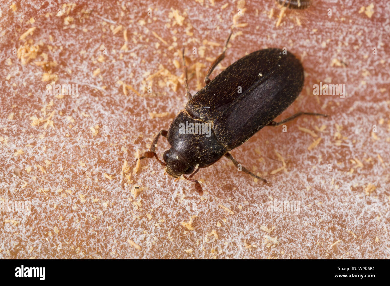 Larder beetle hi-res stock photography and images - Alamy