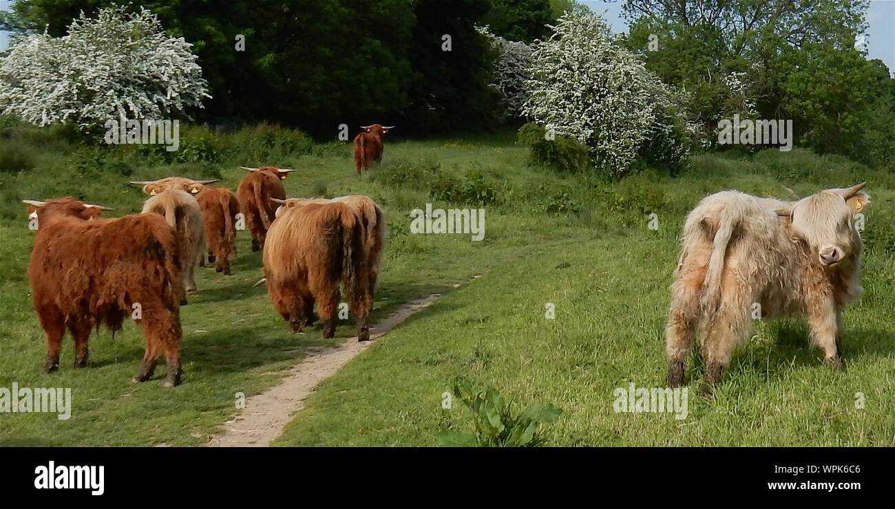 Group Of Highland Cattles Stock Photo