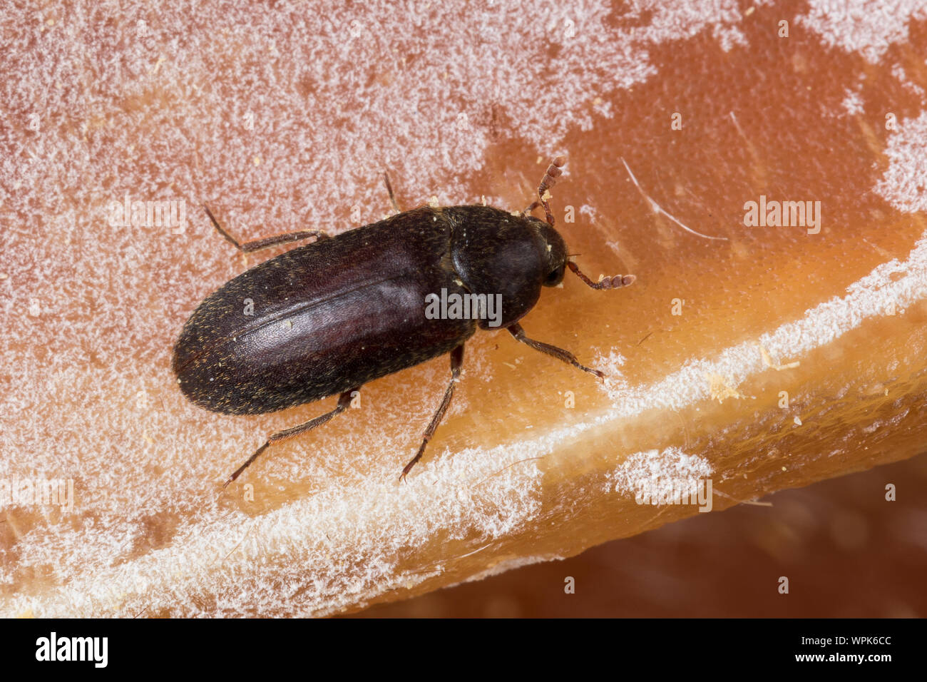Larder beetle hires stock photography and images Alamy