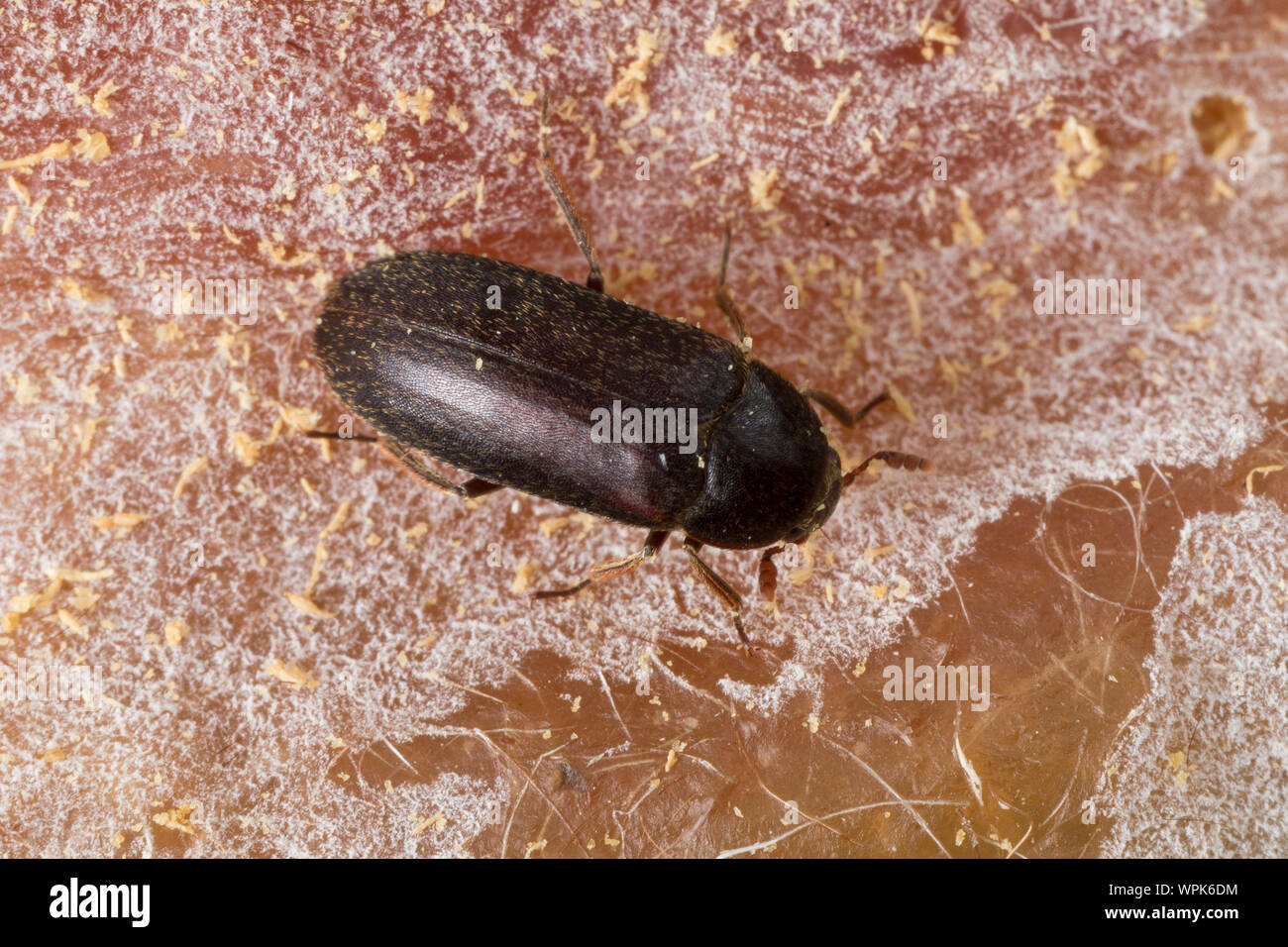 Larder beetle hires stock photography and images Alamy