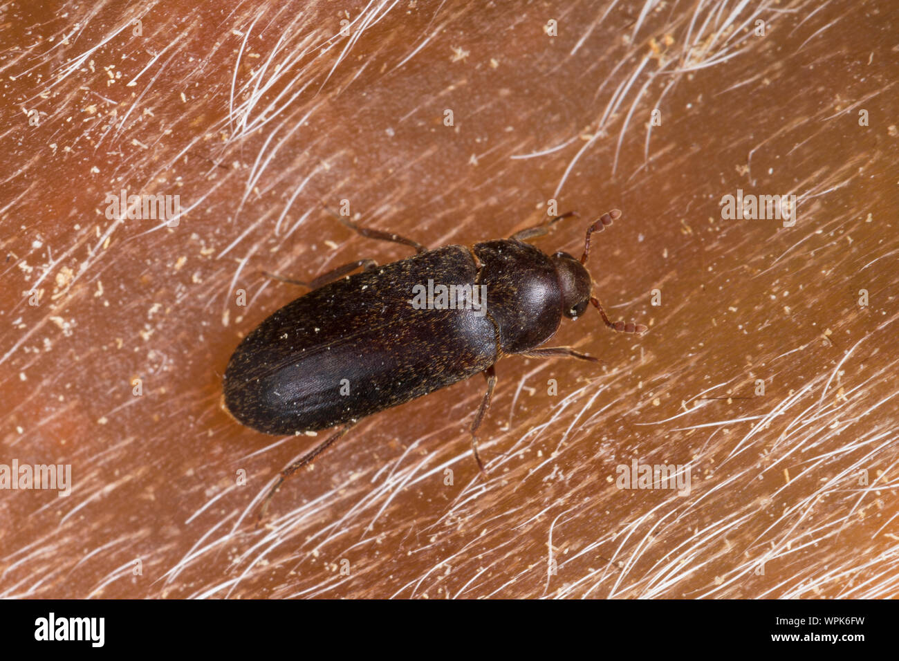 Larder beetle hires stock photography and images Alamy