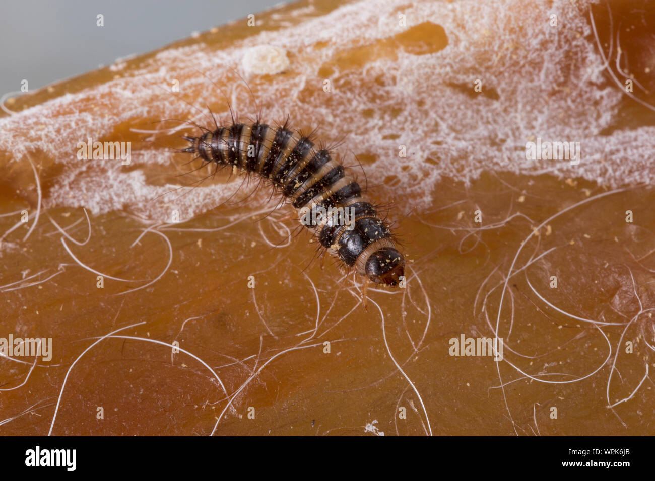 Larder beetle hires stock photography and images Alamy