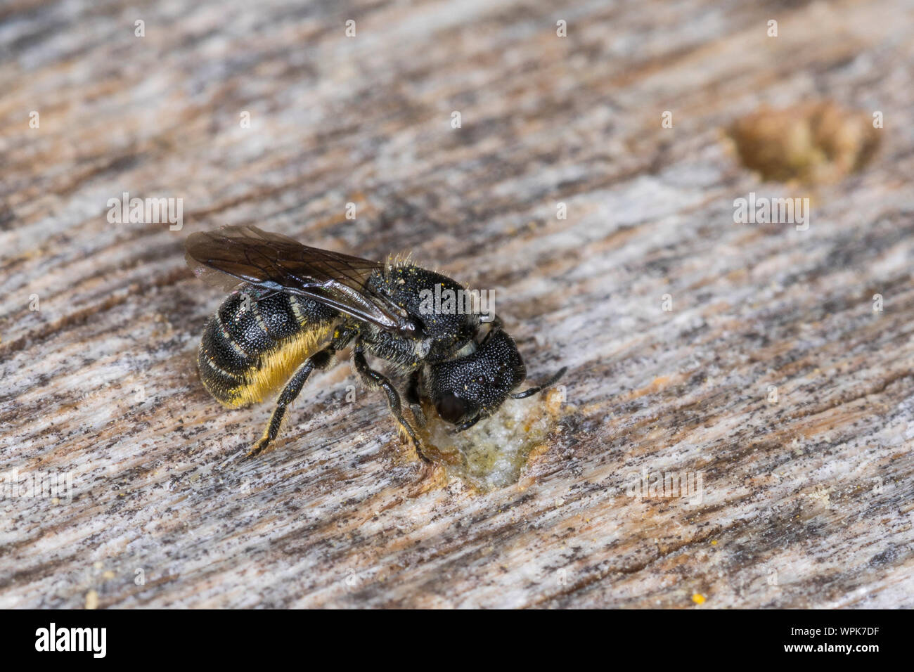 Löcherbiene, Gemeine Löcherbiene, Gewöhnliche Löcherbiene, Löcherbienen, an einer Insekten-Nisthilfe, Heriades truncorum, Osmia truncorum, Large-heade Stock Photo