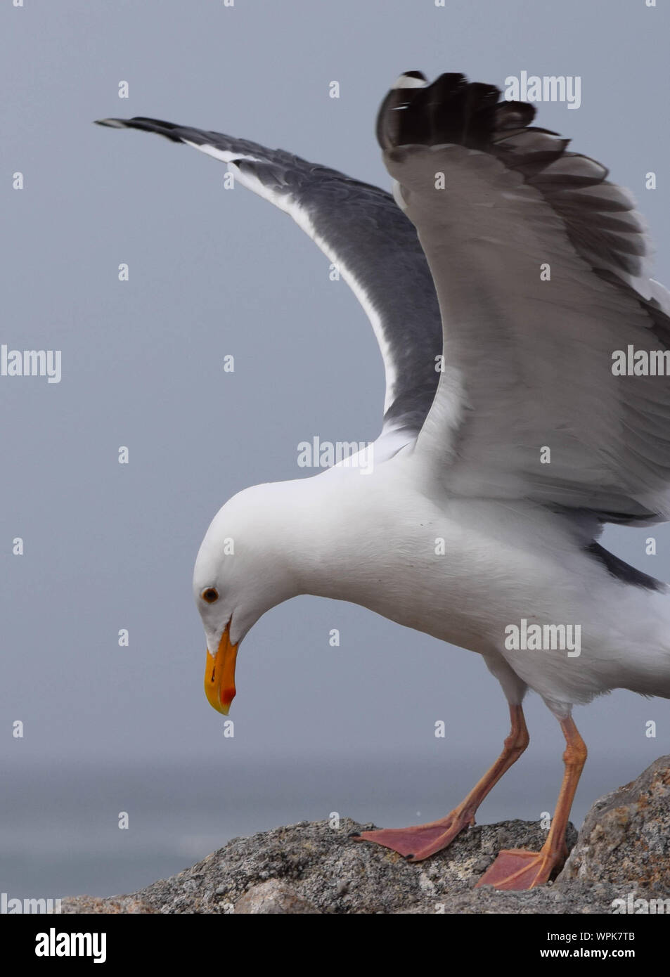 Close-up Of Seagull On Rock Stock Photo