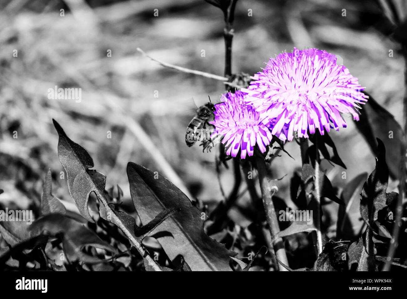 Purple and white striped flower hi-res stock photography and images - Alamy