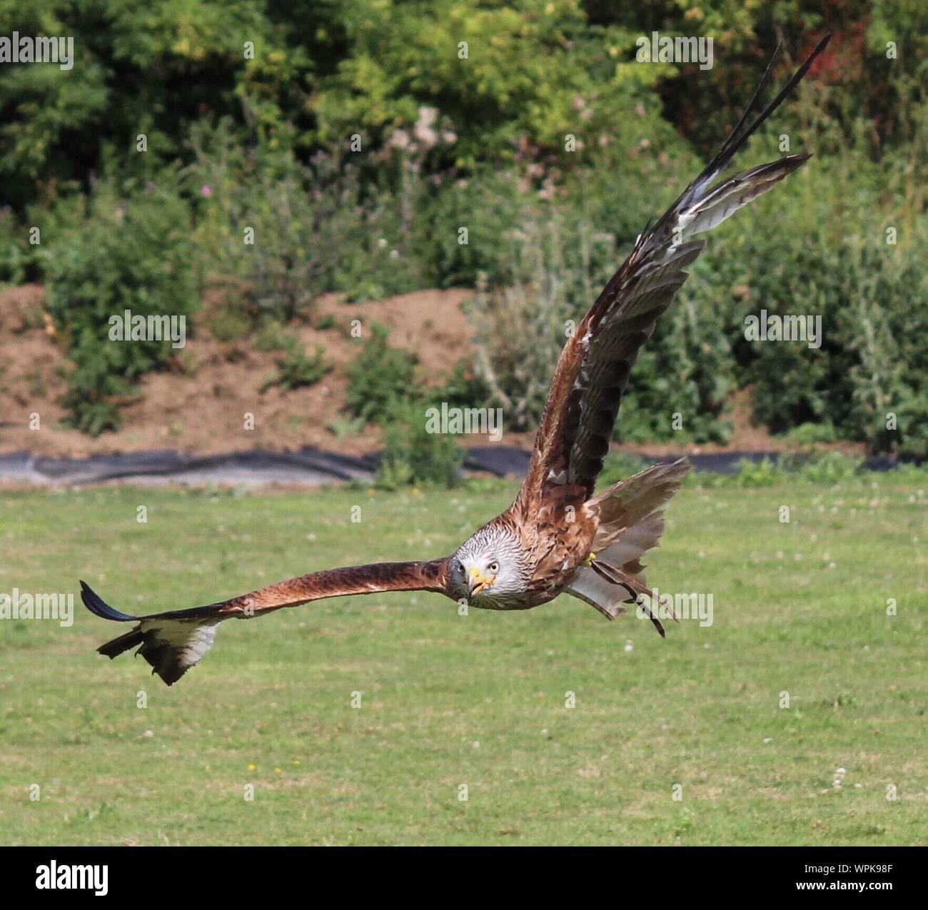 Golden Eagle Flying Over Field Stock Photo 272102335 Alamy