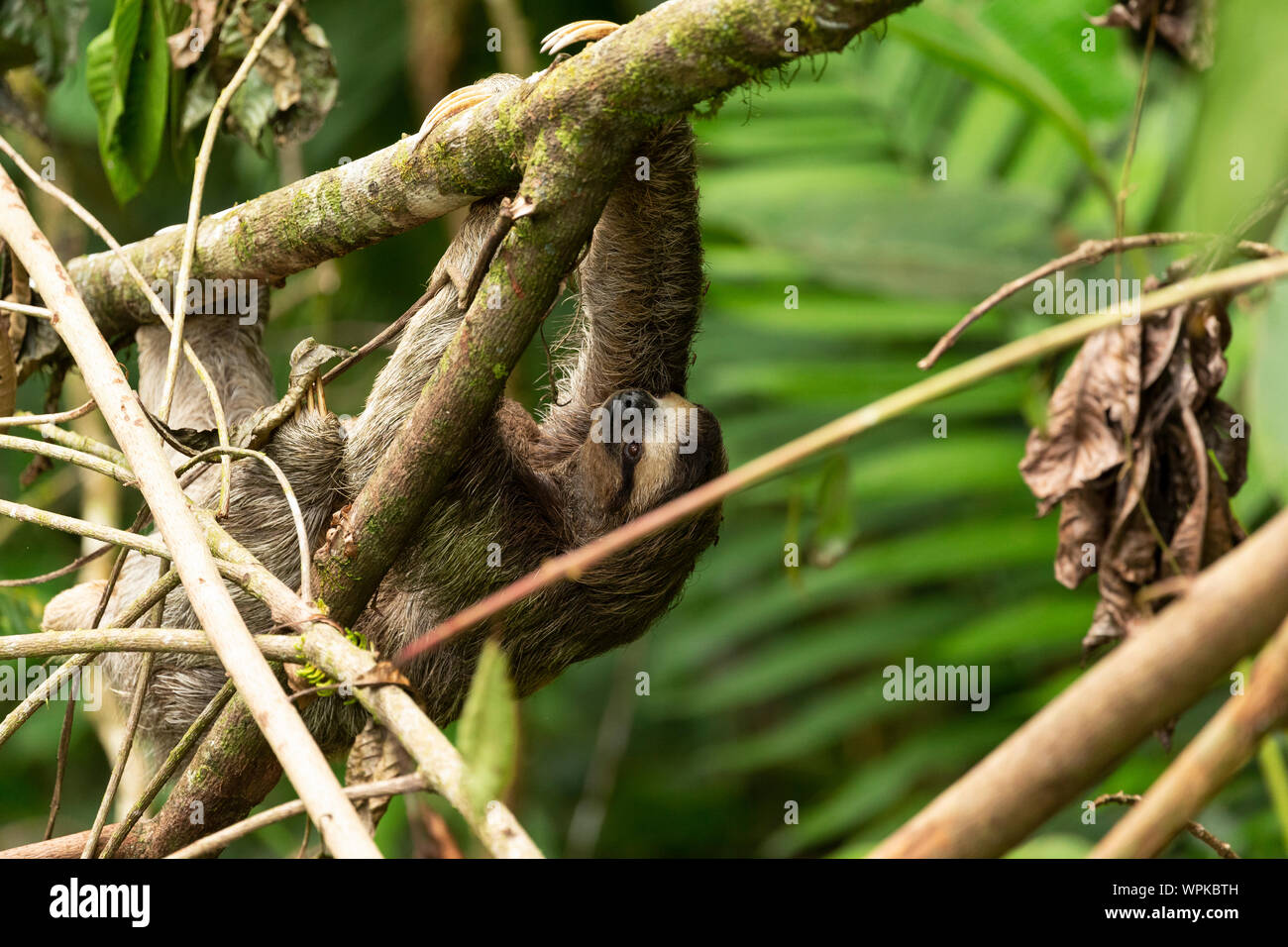 Three toed sloth with young baby wild free Corcovado national Park Costa Rica Central America Stock Photo