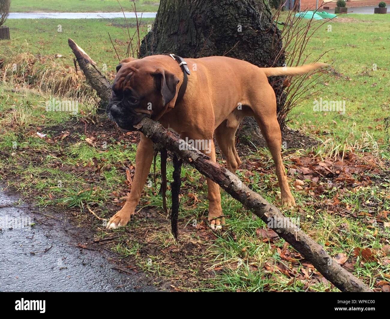 Dog carrying big stick hires stock photography and images Alamy