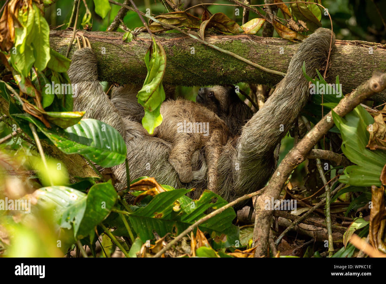 Three toed sloth with young baby wild free Corcovado national Park Costa Rica Central America Stock Photo