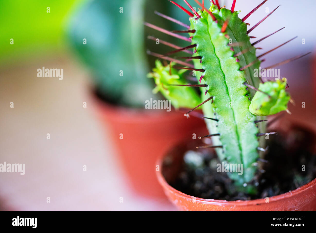 Modern cactus plant design hi-res stock photography and images - Alamy