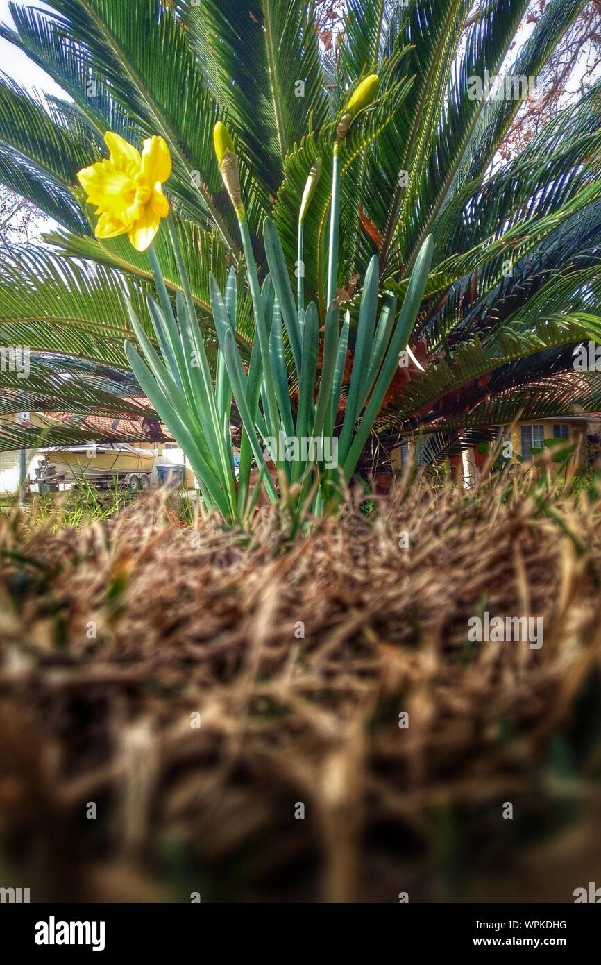 Palm tree flower yellow hires stock photography and images Alamy