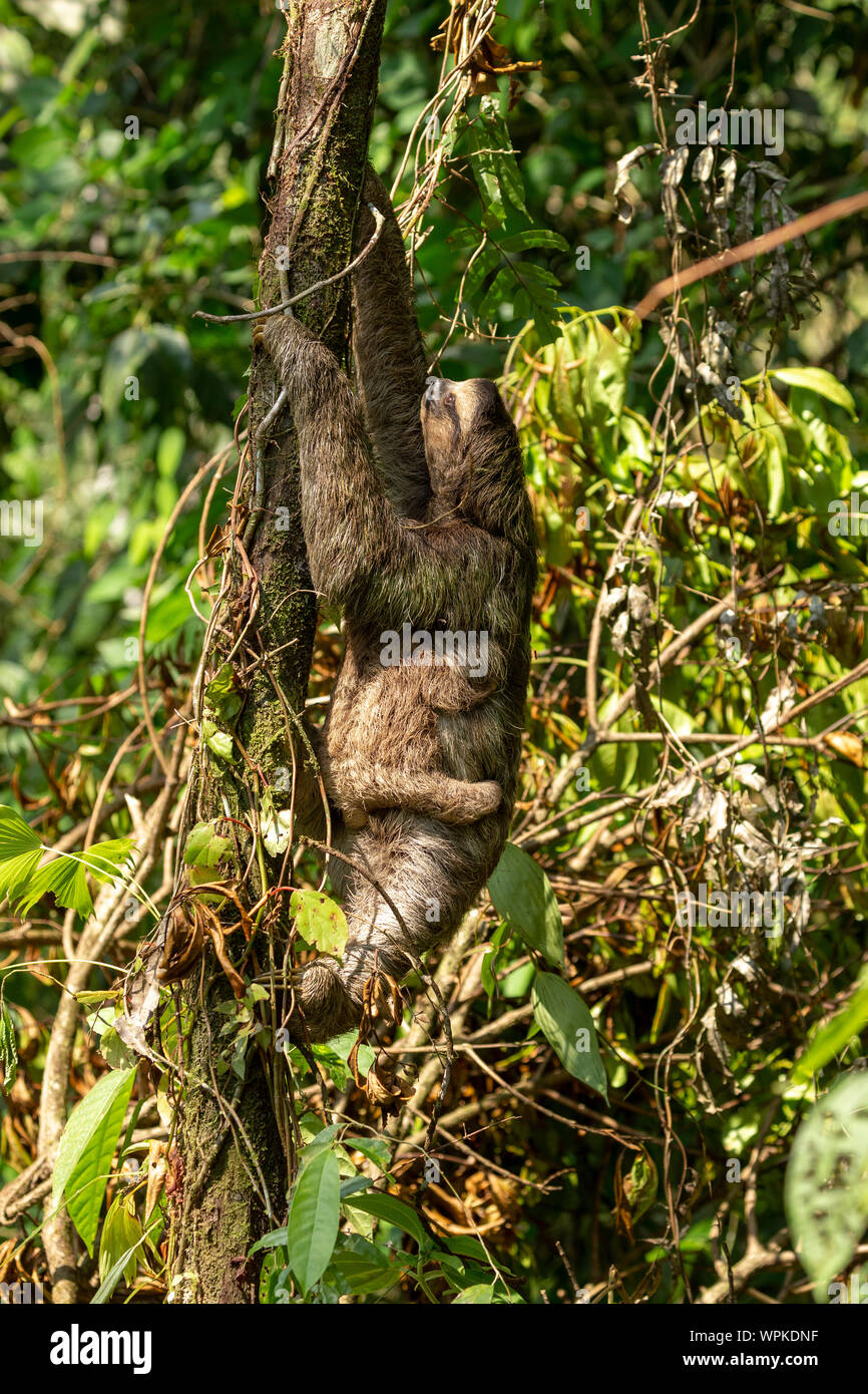 Three toed sloth with young baby wild free Corcovado national Park Costa Rica Central America Stock Photo