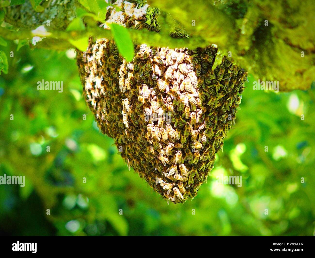 Close up of honey bees on beehive hi-res stock photography and images ...