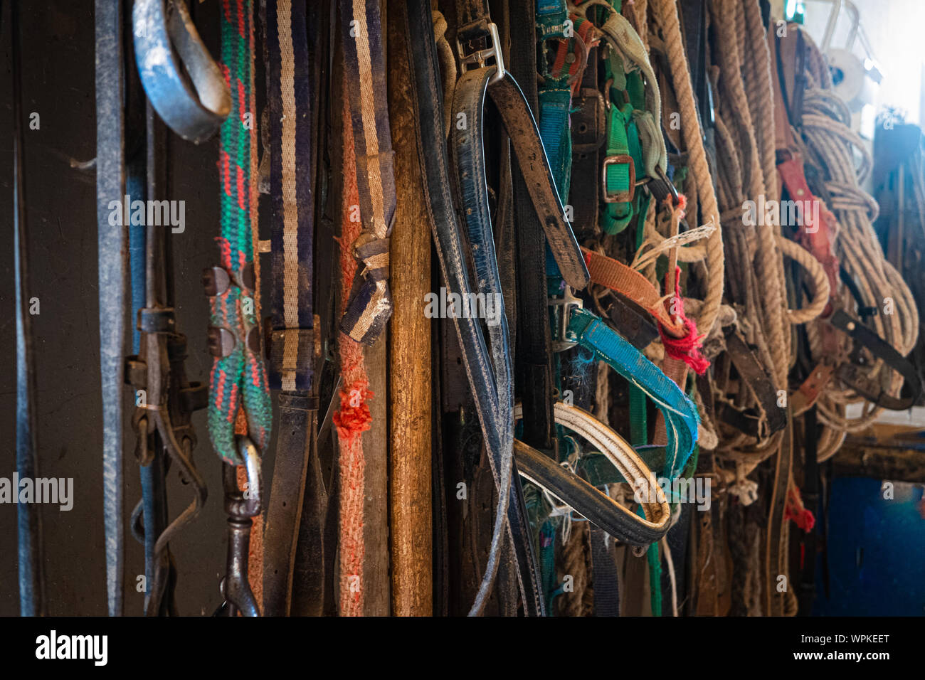 Detail of aged old group of horse reins hanging Stock Photo