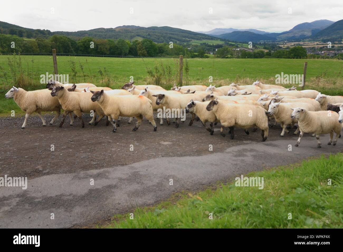 Flock Of Sheep On Road Stock Photo
