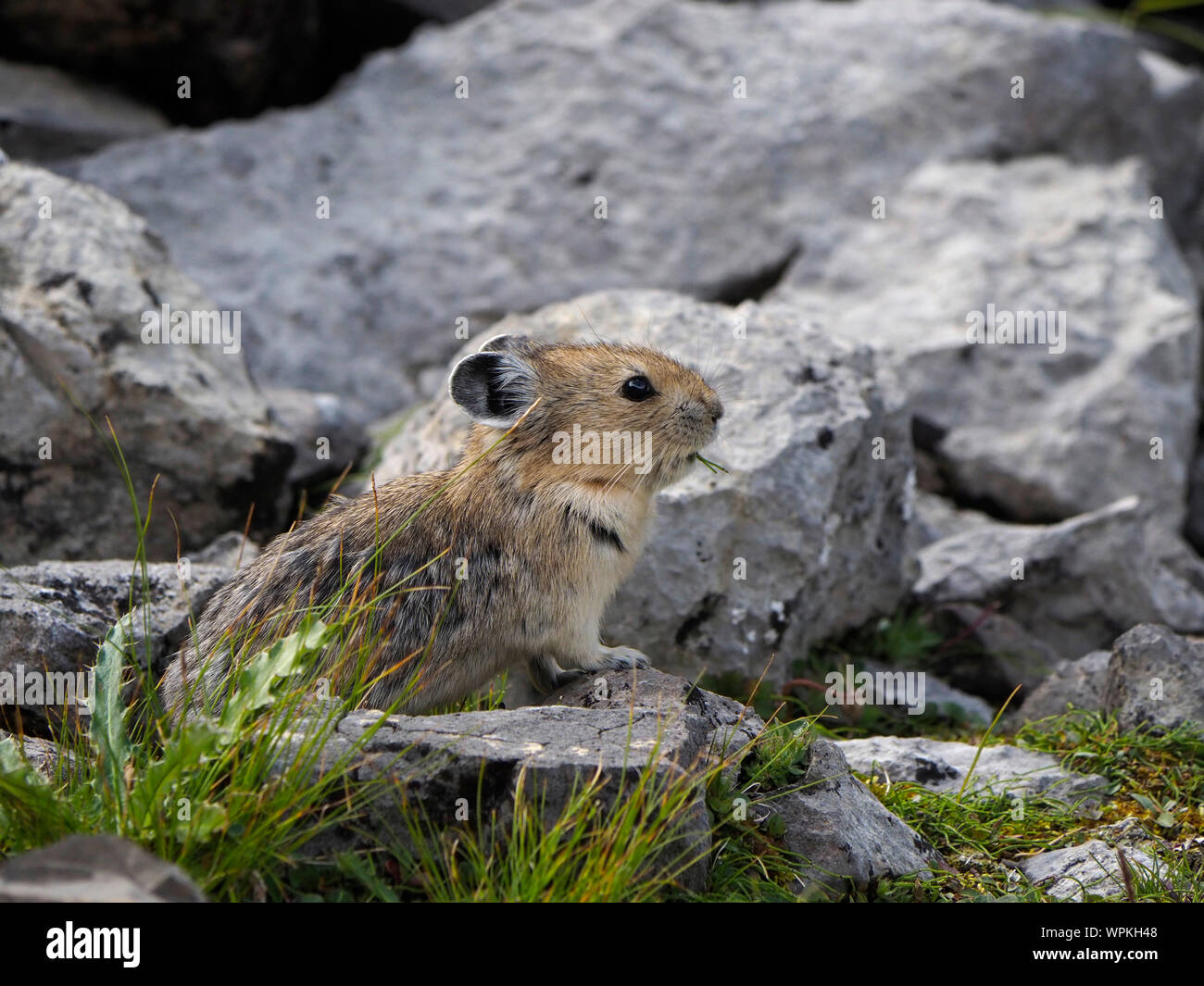 Pika portrait. Pika in Banff National Park, sitting in a talus field Stock  Photo - Alamy