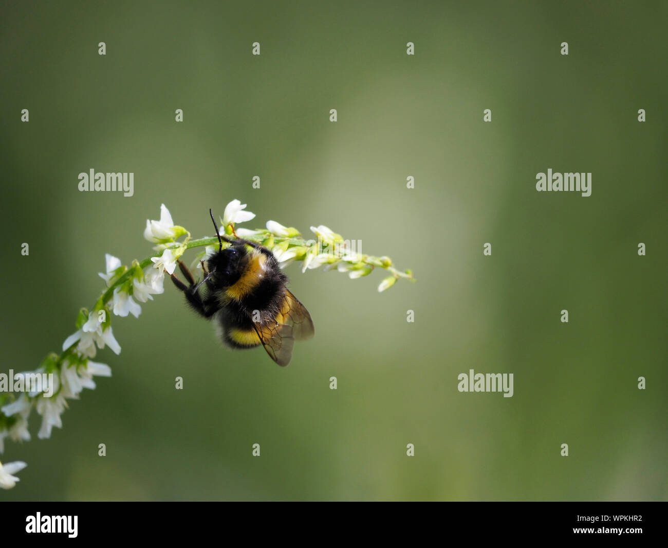 Bombus cryptarum in Canada Stock Photo