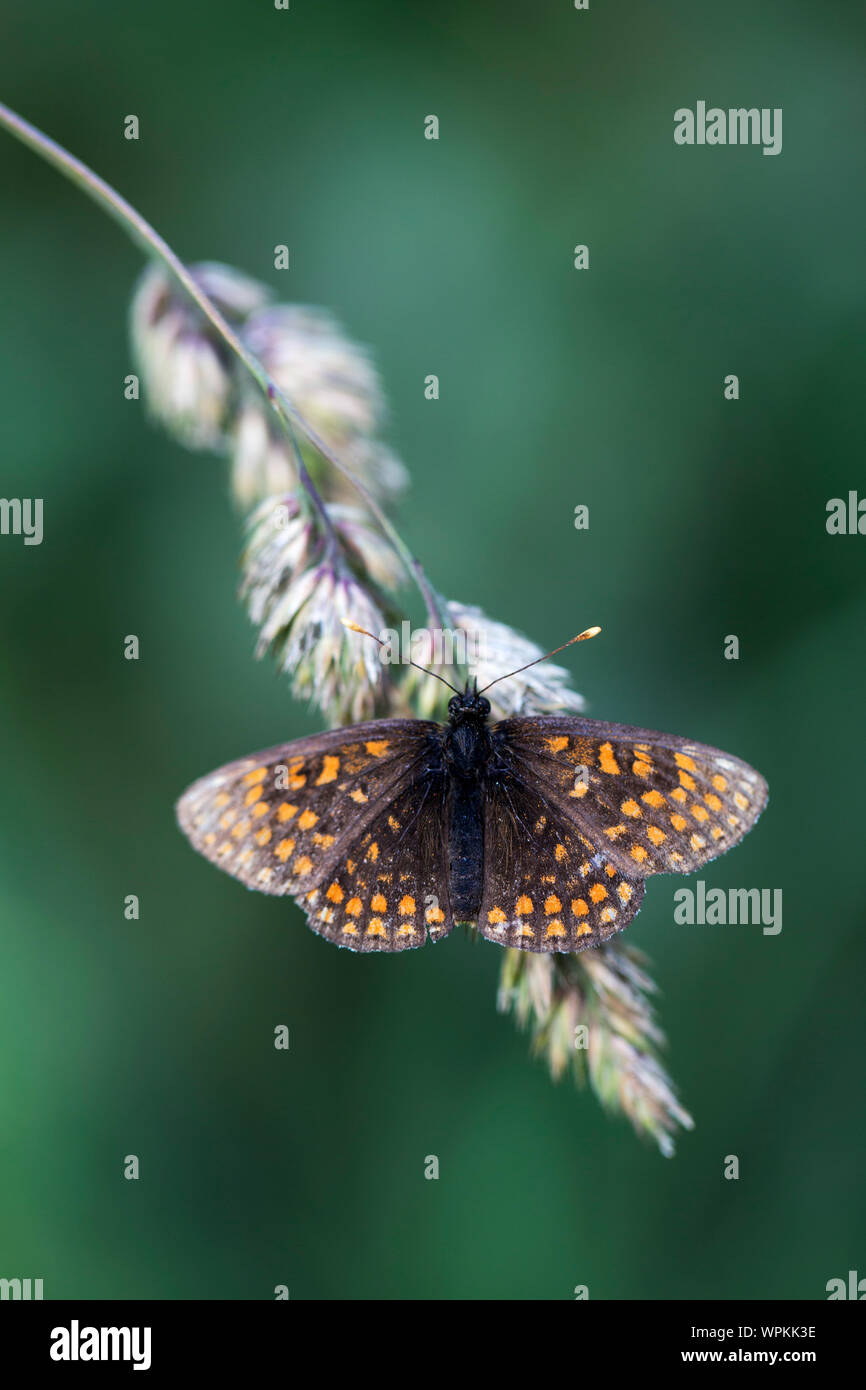 Fake butterflies hi-res stock photography and images - Alamy