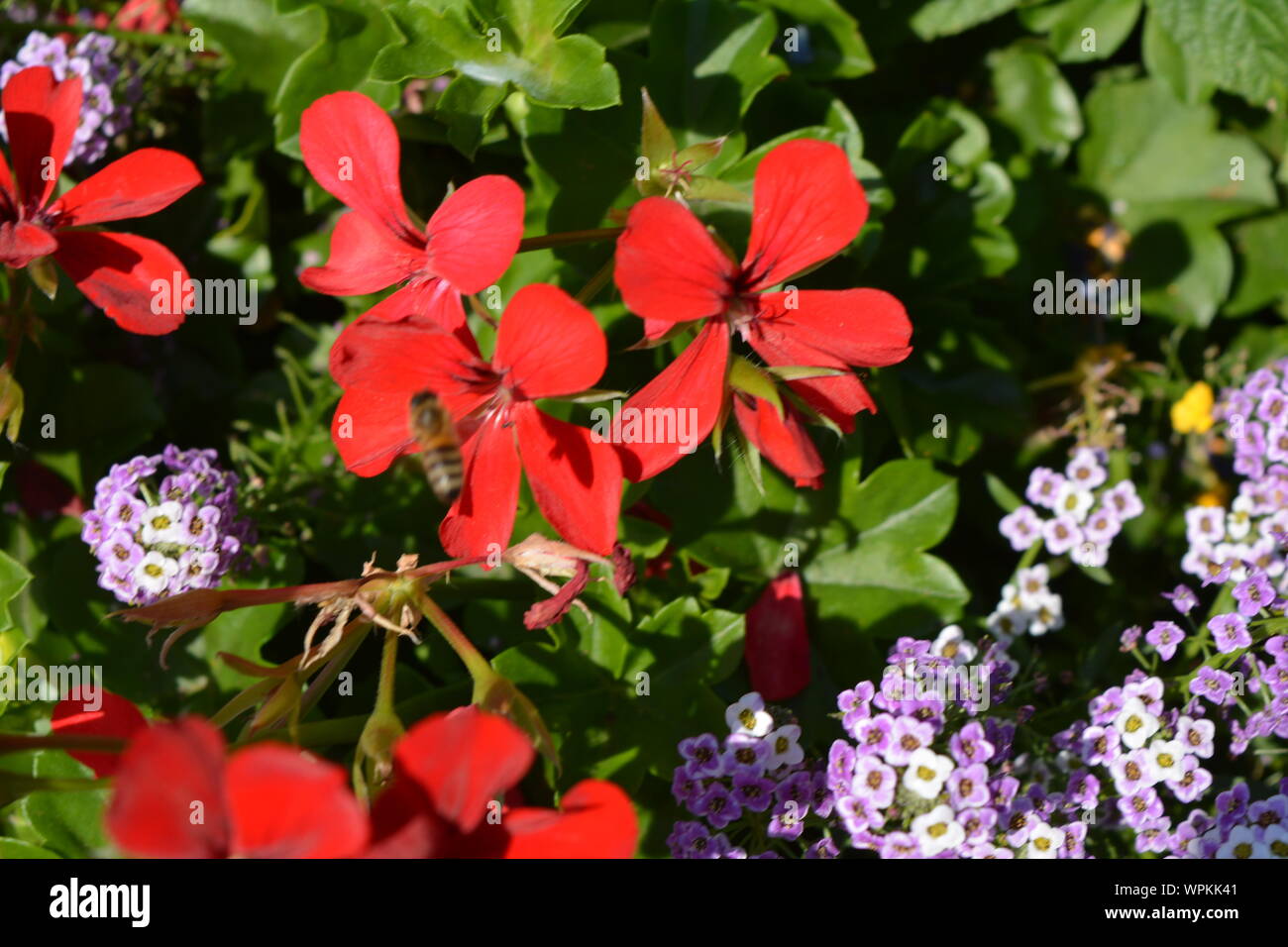 Garden and flowers in the middle of Duesseldorf city in Germany Stock