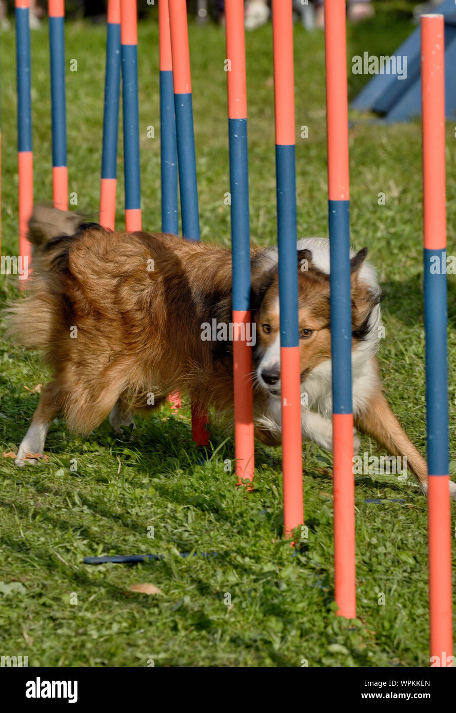 Training dogs for agility and speed obstacles Stock Photo Alamy