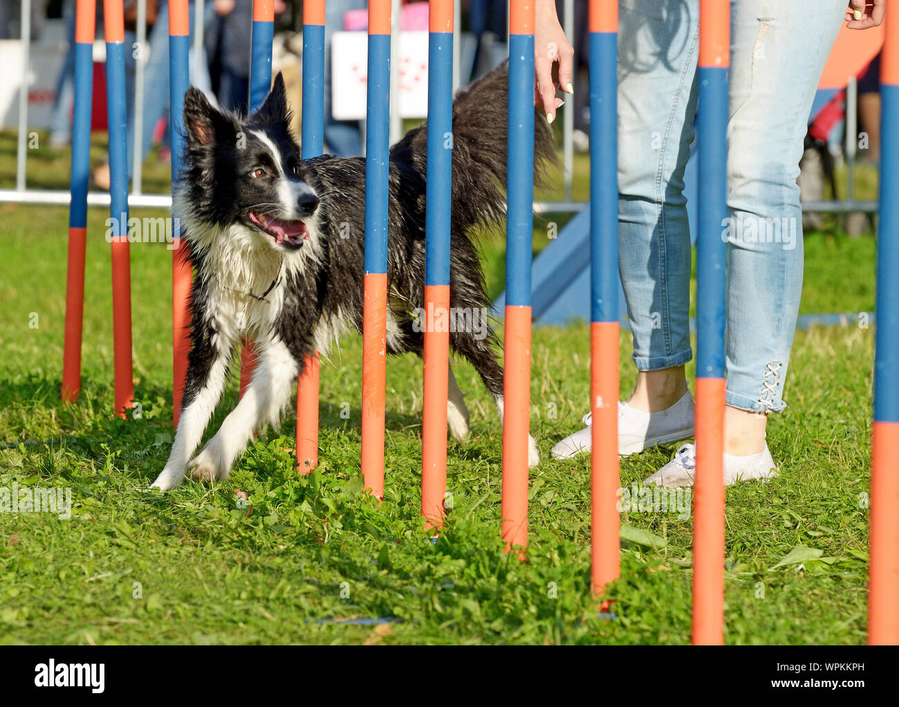 Training dogs for agility and speed obstacles Stock Photo Alamy