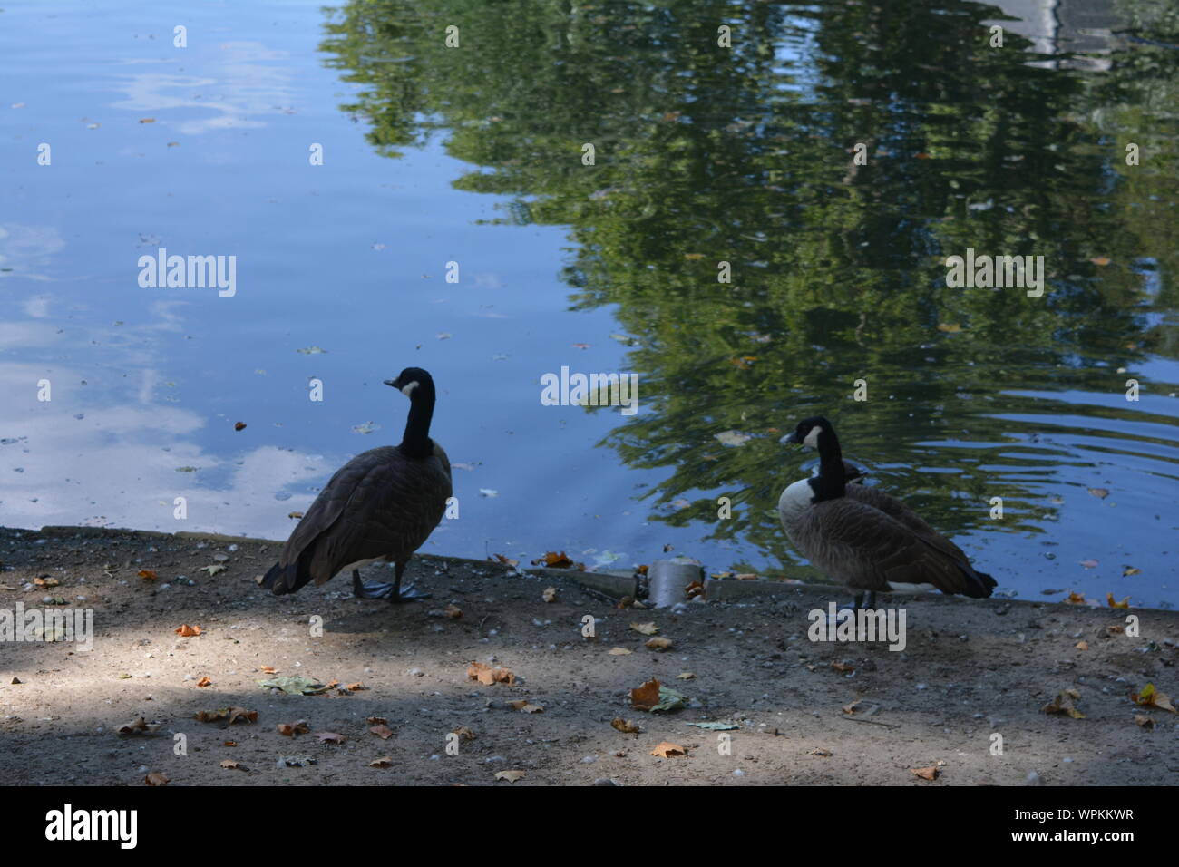 Waterfowls on a lake in the Beautiful city of Duesseldorf in Germany Stock Photo