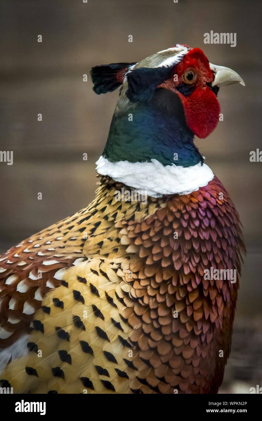 Close-up Of Ring-necked Pheasant Stock Photo