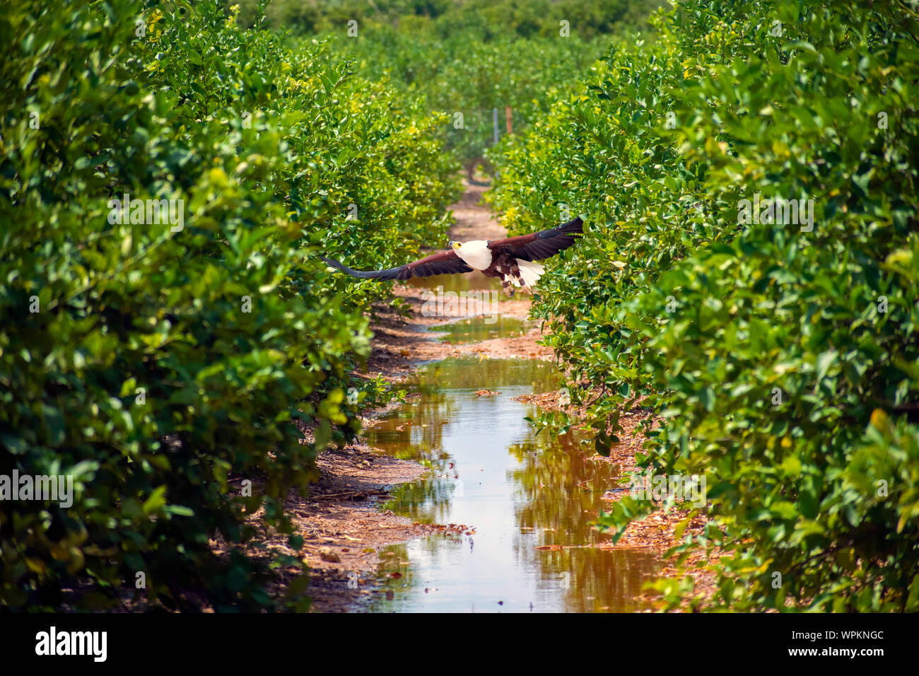 The African fish eagle also known as the African sea eagle or Haliaeetus vocifer, flying over lemon trees in Spain Stock Photo