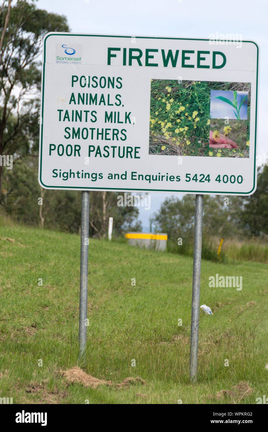 A road sign, warning of Fireweed at Hazeldene in Queensland,Australia  Fireweed contain pyrrolizidine alkaloids that damage the liver and is toxic whe Stock Photo