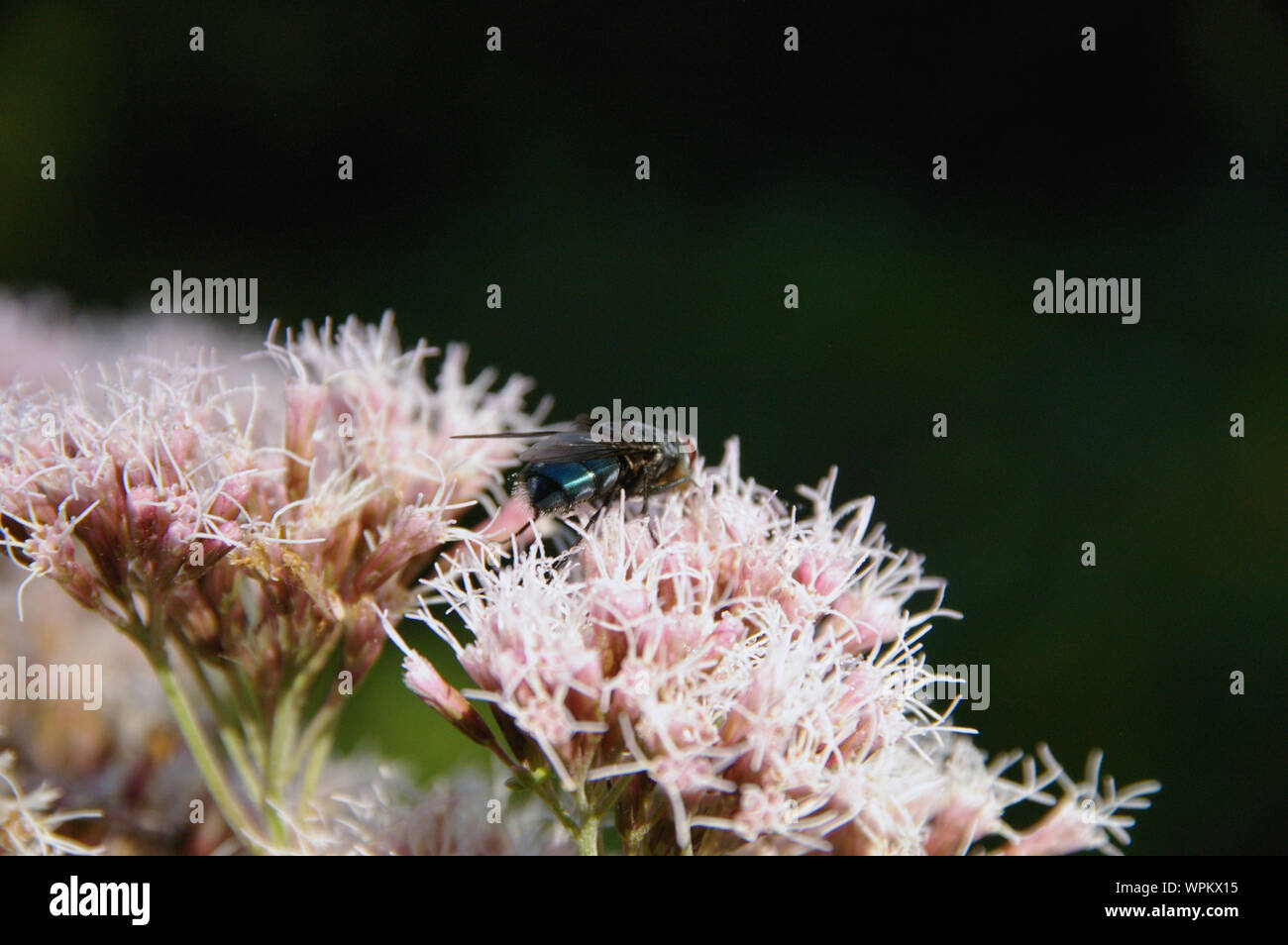 blowfly fly sitting on thoroughwort flowers blossoms/ Fliege sitzt auf Wasserdost Blüten Nahaufnahme Stock Photo