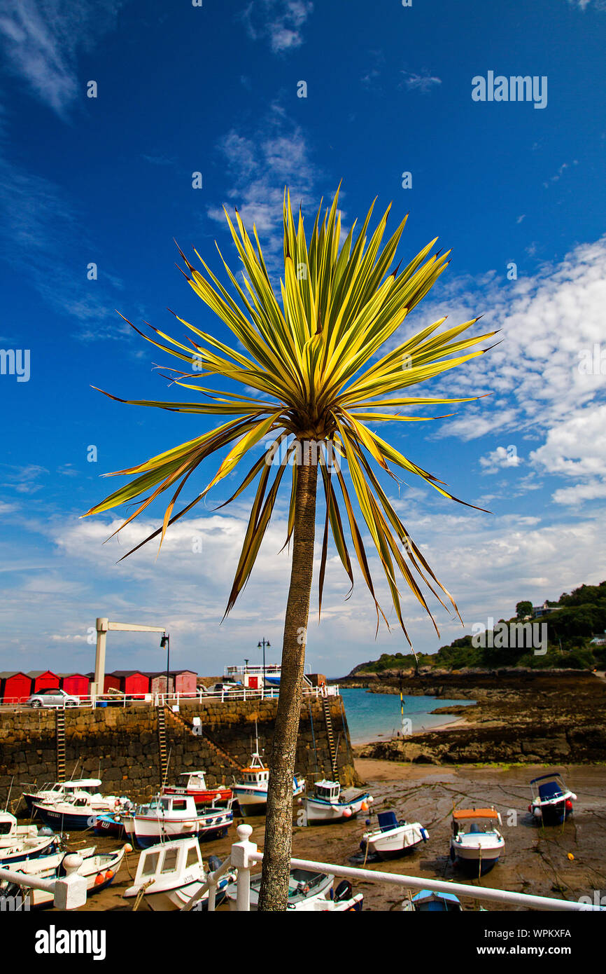 A stunning palm tree at the harbour at Rozel Bay, Jersey, Channel Islands in summer Stock Photo