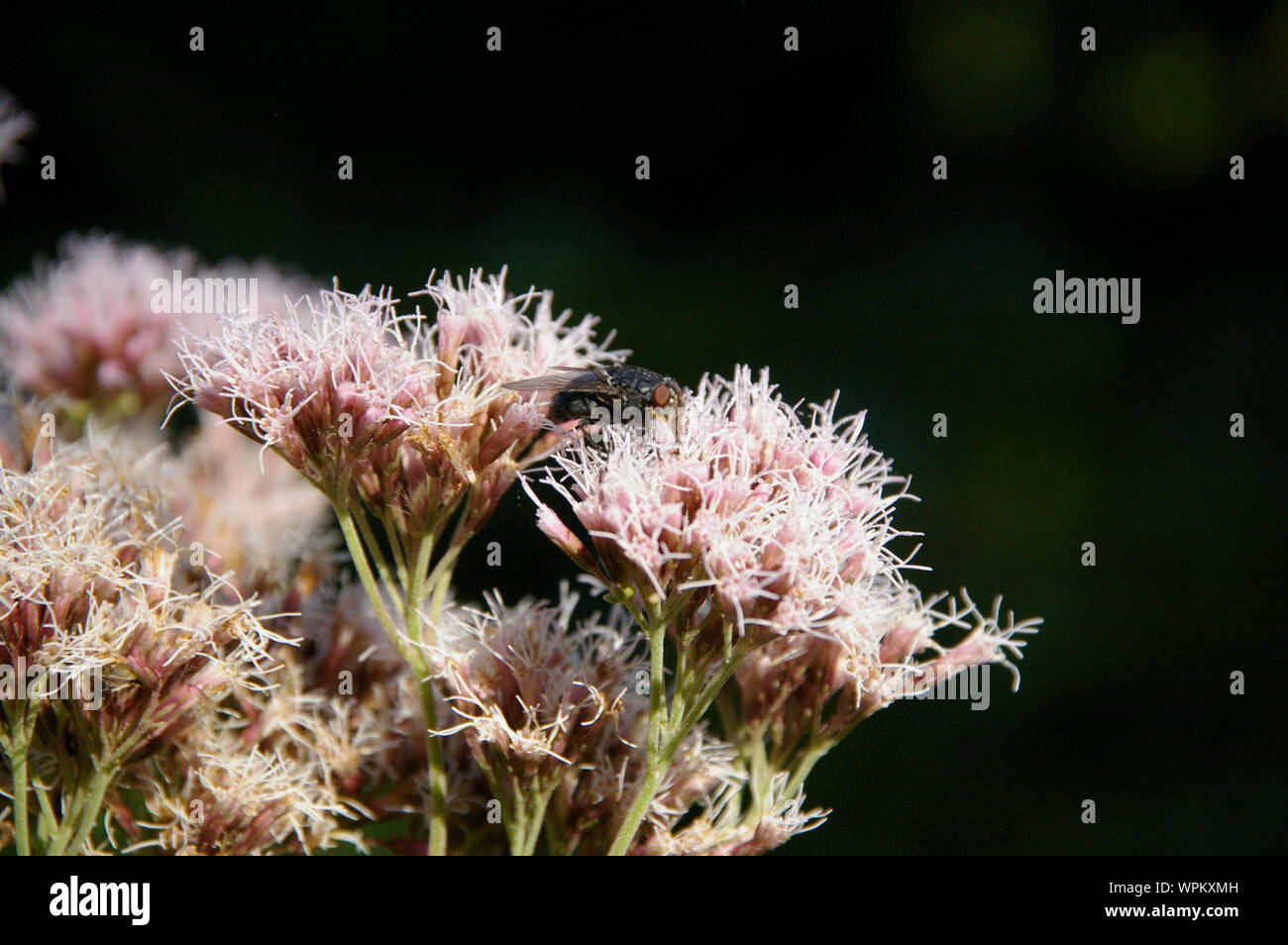 blowfly fly sitting on thoroughwort flowers blossoms/ Fliege sitzt auf Wasserdost Blüten Nahaufnahme Stock Photo