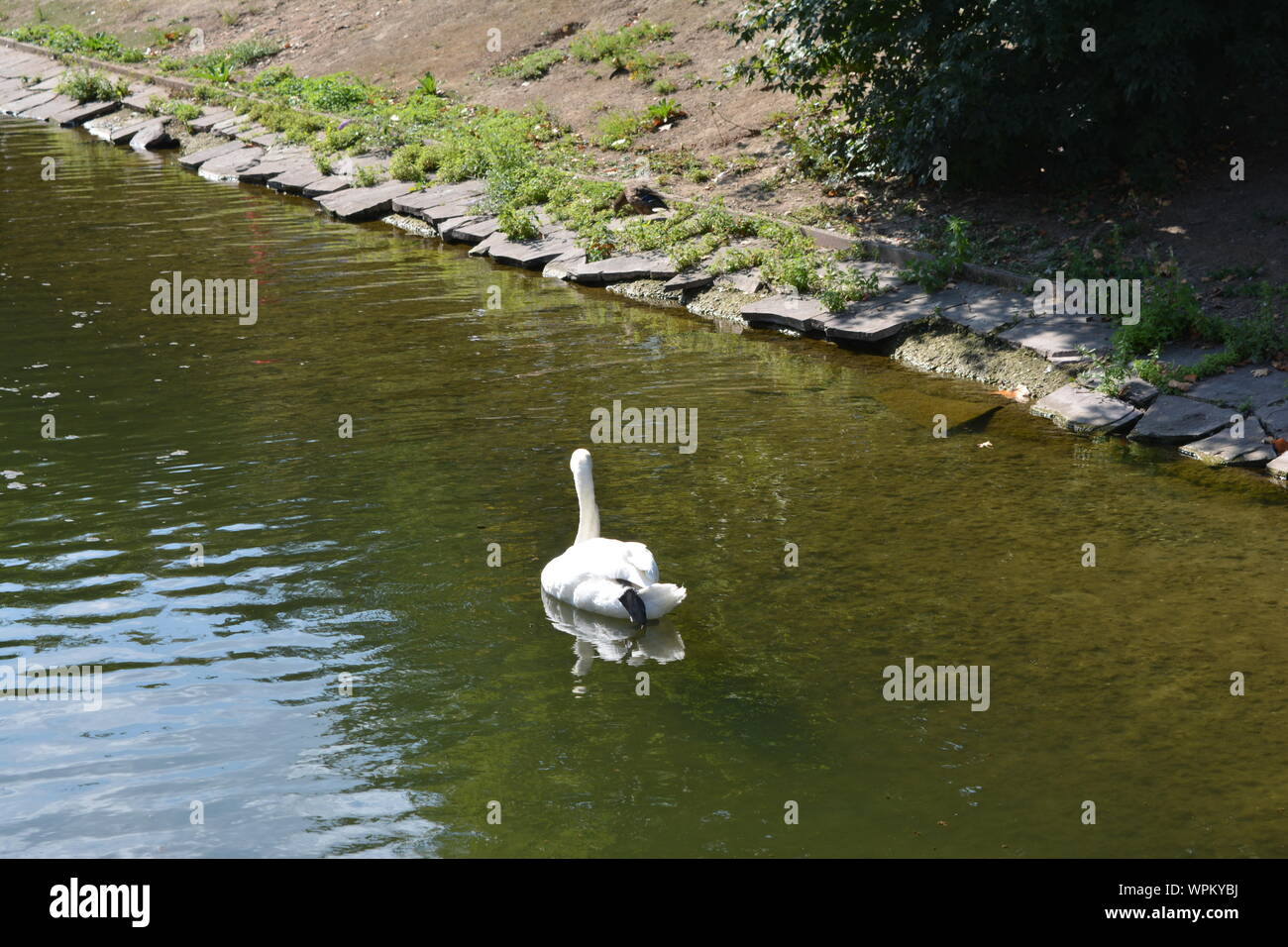 Waterfowl on a lake in the Beautiful city of Duesseldorf in Germany Stock Photo
