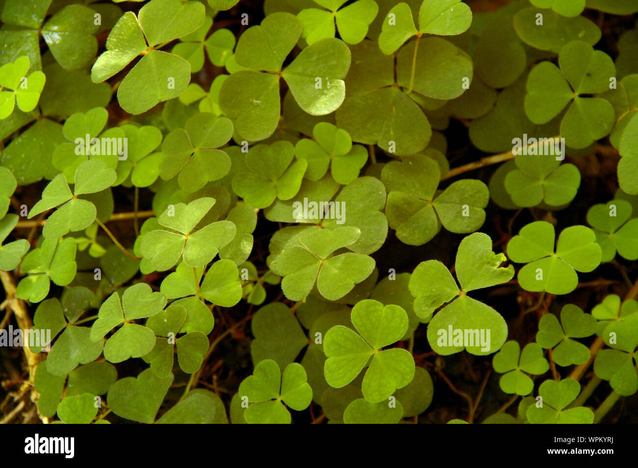 a patch of clover / common wood sorrel / Wald Sauerklee Blätter / Dreiblättriges Kleeblatt / Kleeblätter / Lucky clover / Glücksklee Stock Photo